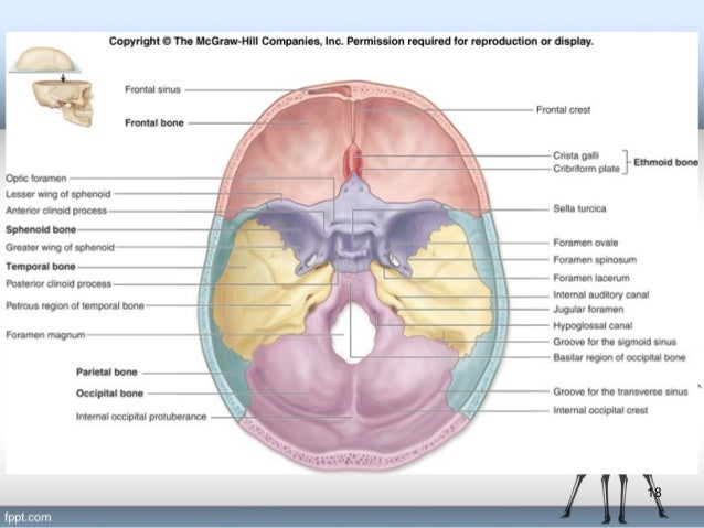 sinus medication ephedrine