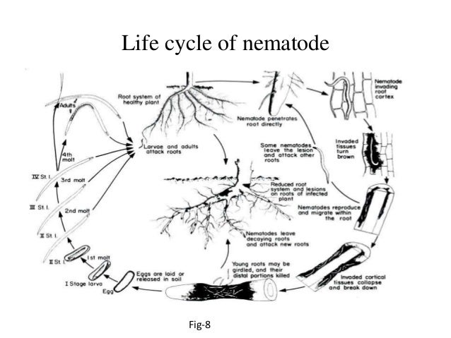 diagram of nematode general nematode cycle images diagram of nematode general nematode cycle images