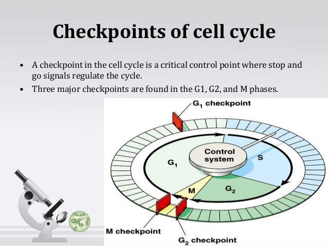 hypercell cell division essay hypercell cell division essay