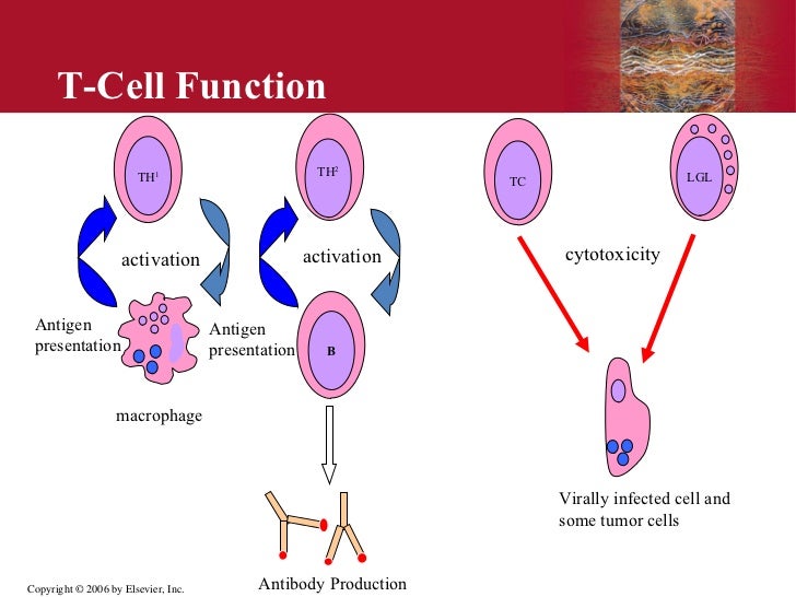 types of immunity