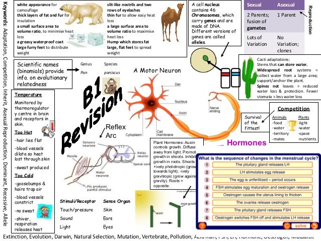 Buy research papers online cheap b2 biology gcse revision