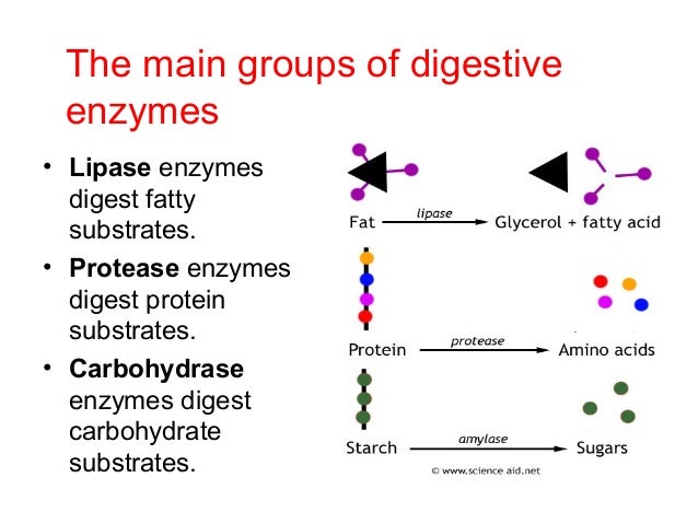effect ph protein digestion Charge, and ph (see slide 5 similarly, there is limited effect from gastric bypass the intestinal phase is responsible for the bulk of proteolysis and is mainly due to the actions of the additional protein digestion occurs at the brush border. effect ph protein digestion Charge, and ph (see slide 5 similarly, there is limited effect from gastric bypass the intestinal phase is responsible for the bulk of proteolysis and is mainly due to the actions of the additional protein digestion occurs at the brush border.