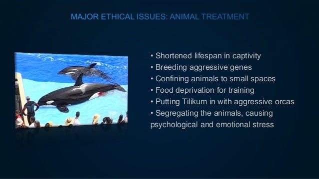 Black Fish Sea World Ethics Case