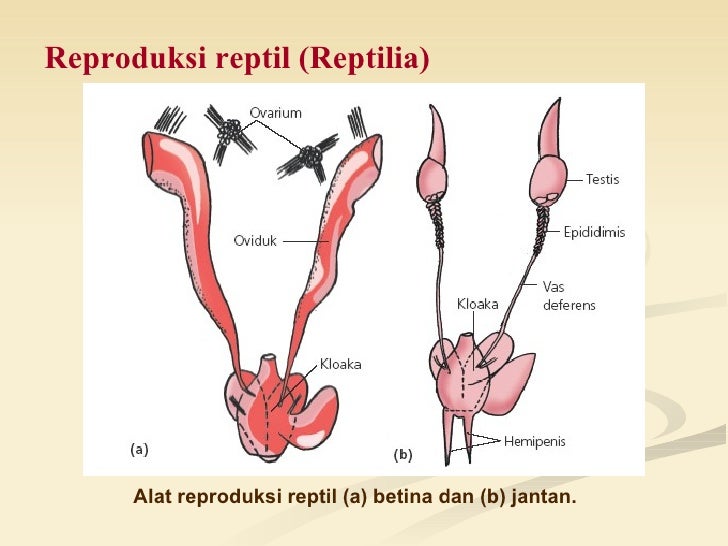Reproduksi pisces amphibi reptil aves mamalia