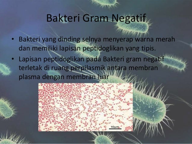Bakteri GRAM negatif dan bakteri gram positif