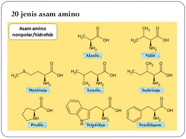 materi yang berkaitan dengan sintesis asam amino materi yang berkaitan dengan sintesis asam amino
