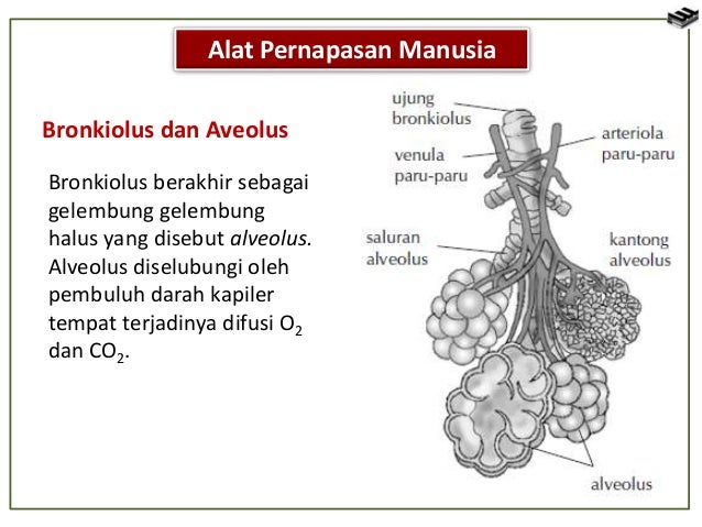 Hasil gambar untuk bronkus bronkiolus dan alveolus