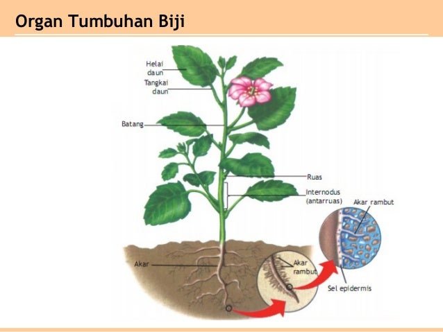 Bab jaringan tumbuhan