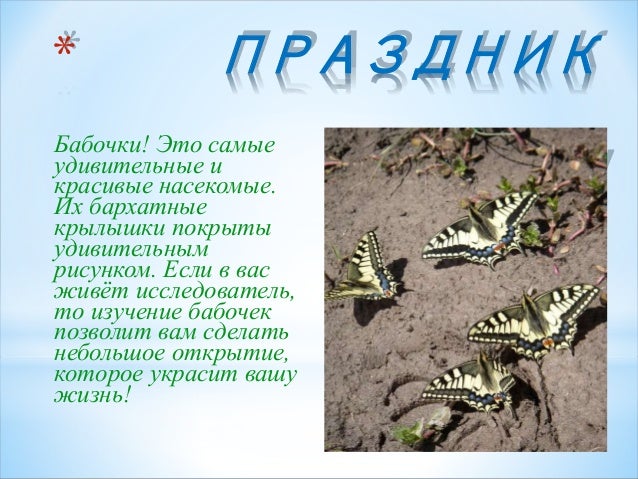 Как вывести бабочек в домашних условиях Как вывести бабочек в домашних условиях