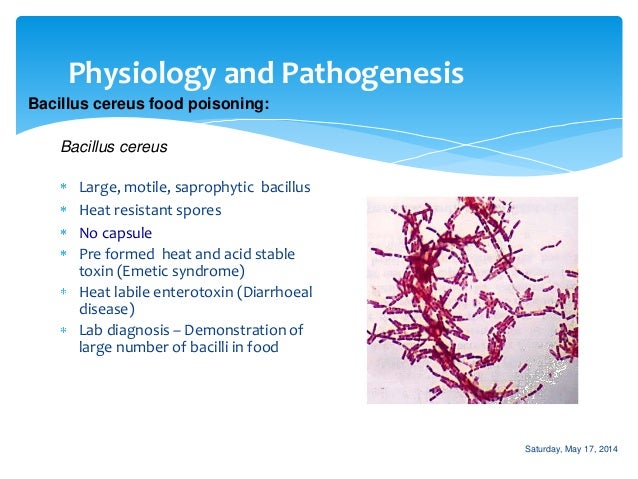 unknown bacteria bacillus subtilis Microbiology 20 biochemical unknown possible unknown bacterial species bacillus megaterium bacillus subtilis. unknown bacteria bacillus subtilis Microbiology 20 biochemical unknown possible unknown bacterial species bacillus megaterium bacillus subtilis.