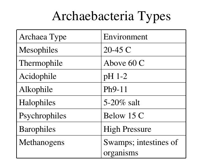 Bacteria