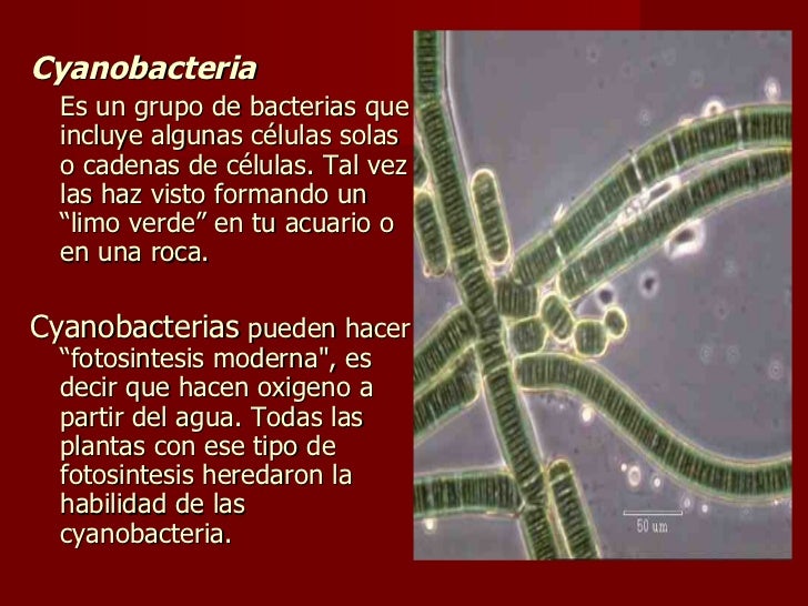 Bacteria