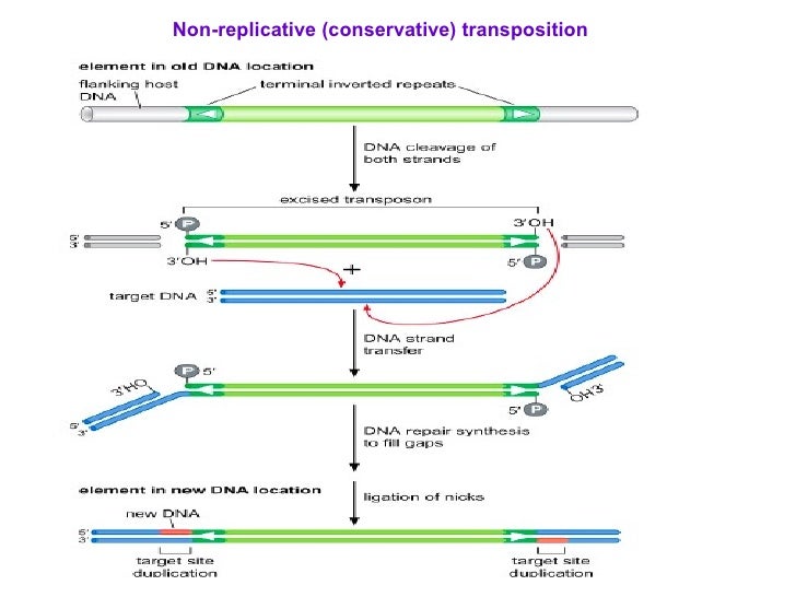 Bacterial Transposons