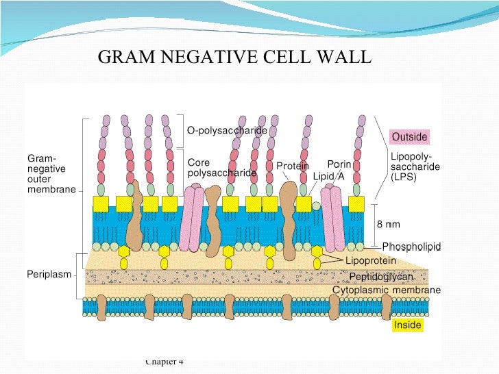 gram diagram gram negative diagram www imgkid the image kid has it gram diagram gram negative diagram www imgkid the image kid has it