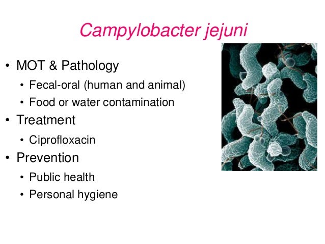 Salmonella treatment ciprofloxacin Salmonella treatment ciprofloxacin