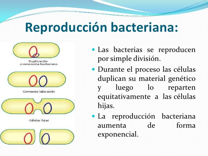 Bacterias
