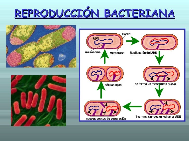 reproduccion de bacterias, protisatas y ho...- Mind Map