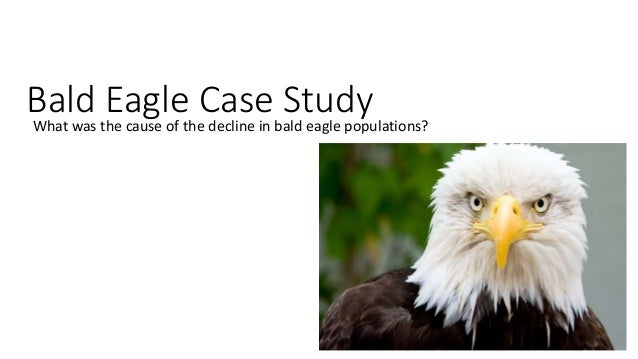 bald eagle ddt case study