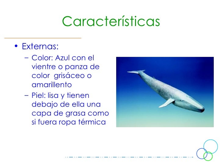 Ballena Azul