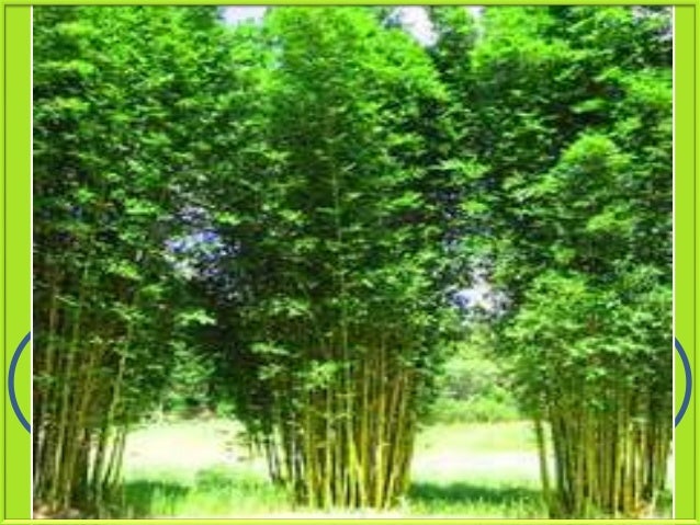 Thematic essay on green days by the river picture 1