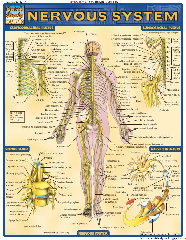 Bar charts quickstudy nervous system
