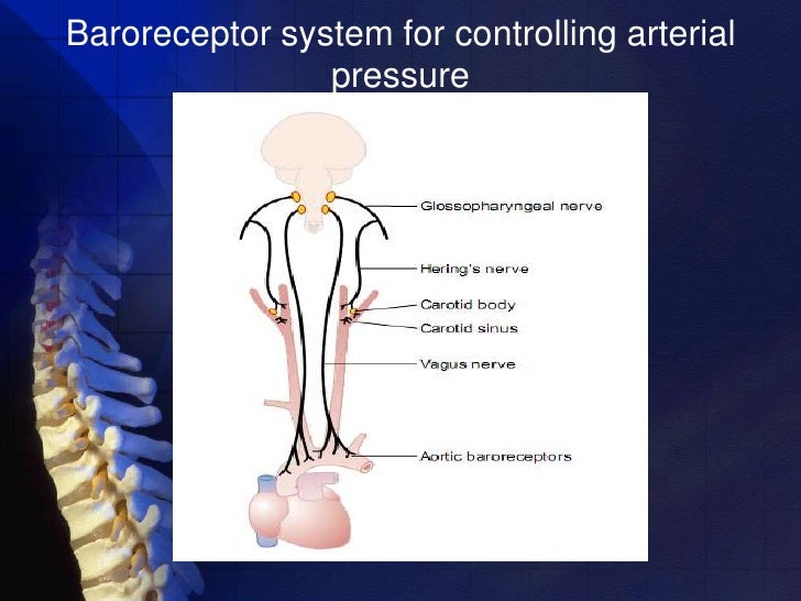 Baroreceptors And Negative Feedback Mechanism