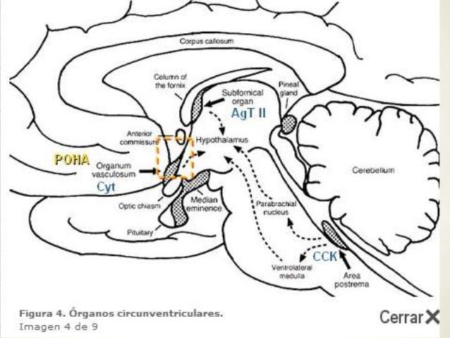 Barrera hematoencefálica