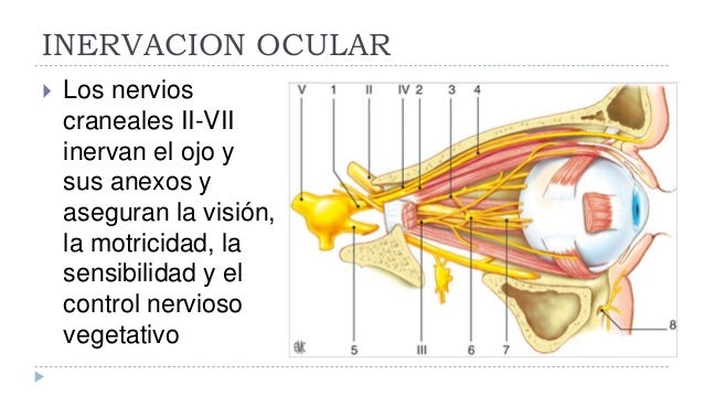 Bases anatomicas oftalmologia