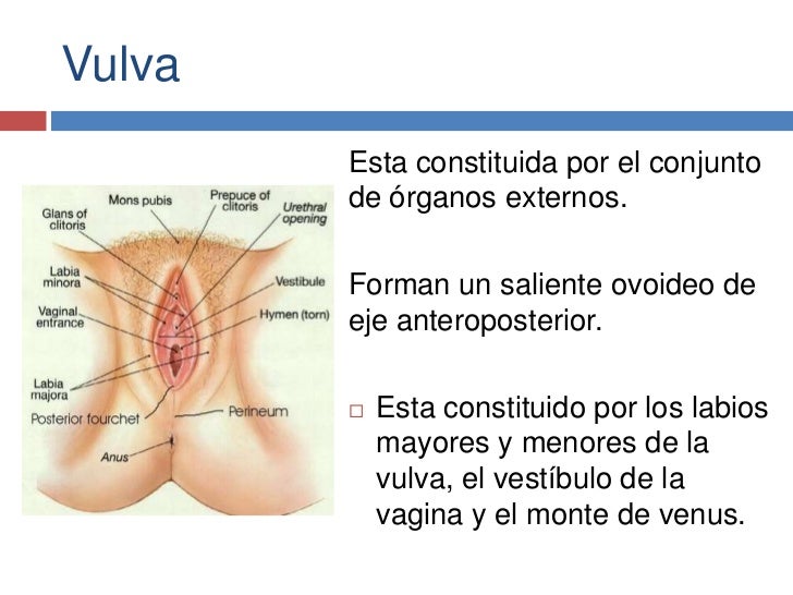 Que miembro es bueno grande o pequeño