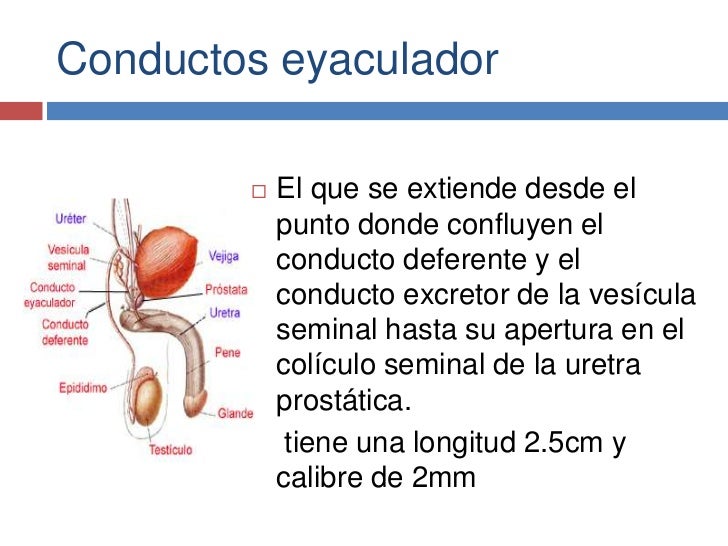 Bases biológicas de la sexualidad humana