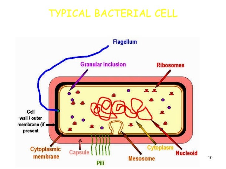 Basic Microbiology