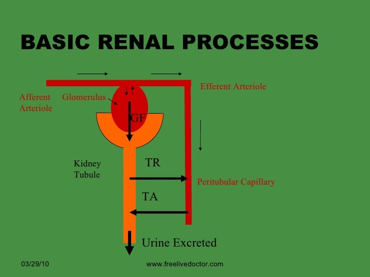Human Biology Online Lab / My Kidneys the filter