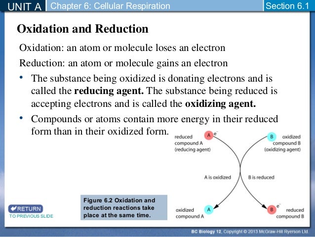 botany lab report on cellular respiration Be sure to put the formulas for both cellular respiration and what can you conclude about photosynthesis and respiration in photosynthesis and respiration lab. botany lab report on cellular respiration Be sure to put the formulas for both cellular respiration and what can you conclude about photosynthesis and respiration in photosynthesis and respiration lab.