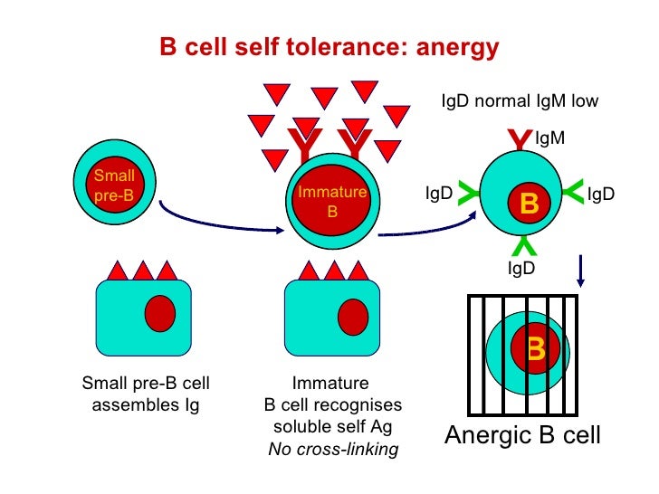 B Cell Development