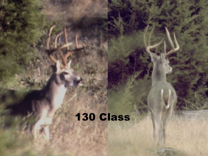 boone-and-crockett-scoring-on-the-hoof