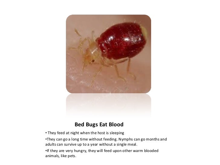 What Do Bed Bugs Eat To Survive What Do Bed Bugs Eat To Survive
