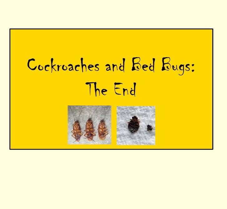 cockroaches bedbugs
