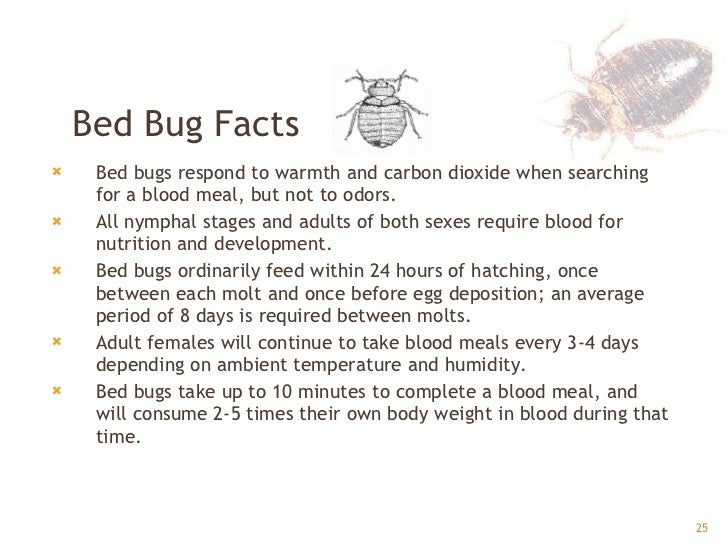 Bed Bugs Facts Bed Bugs Facts