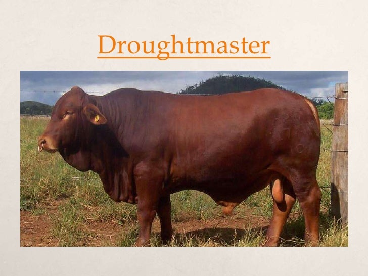 Australian beef cattle breeds