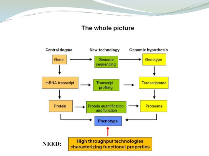 Functional And Chemical Properties Of Gluten Functional And Chemical Properties Of Gluten