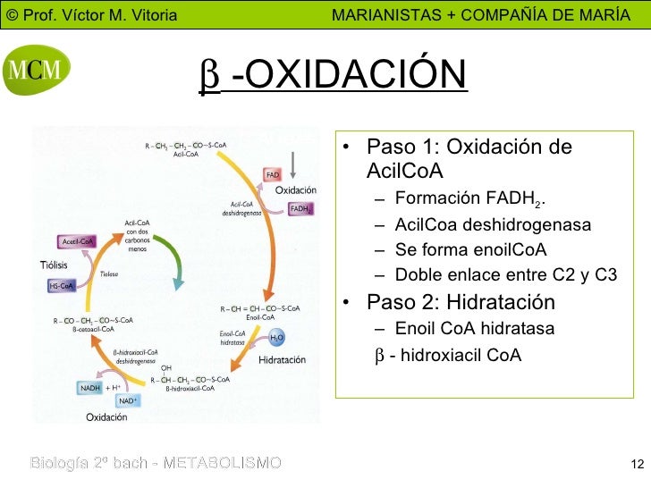 BETA OXIDACION AC. GRASOS