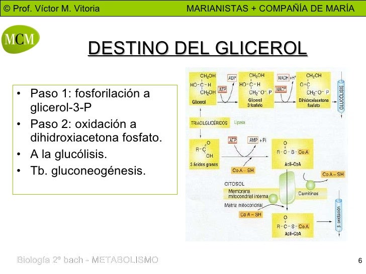 BETA OXIDACION AC. GRASOS