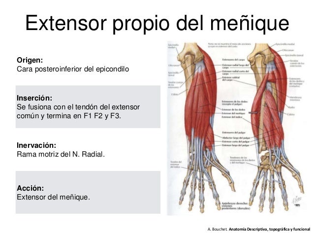 Anatomía mano 2
