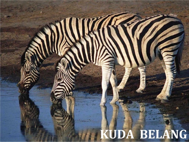 Binatang Liar 15325281