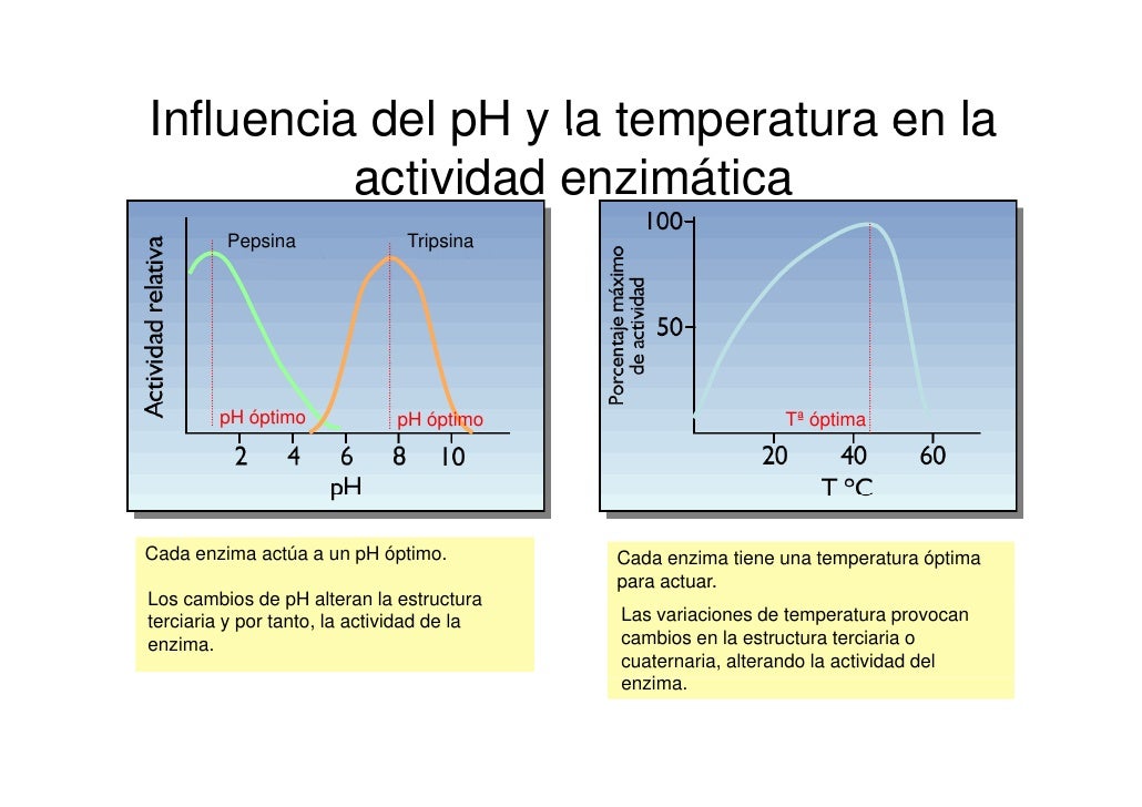Bio2 6 Enzimas Bio2 6 Enzimas