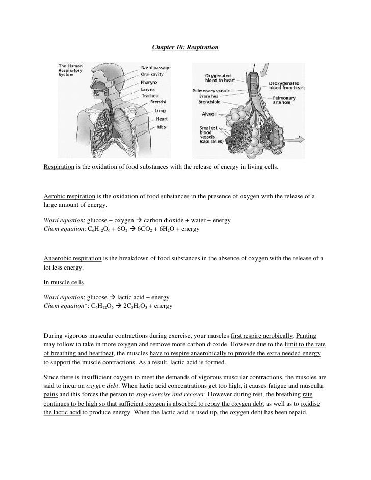 respiration homeostasis Review article air pollution and the respiratory system marcos abdo arbexi ubiratan de paula santosii lourdes conceição martinsiii paulo hilário. respiration homeostasis Review article air pollution and the respiratory system marcos abdo arbexi ubiratan de paula santosii lourdes conceição martinsiii paulo hilário.