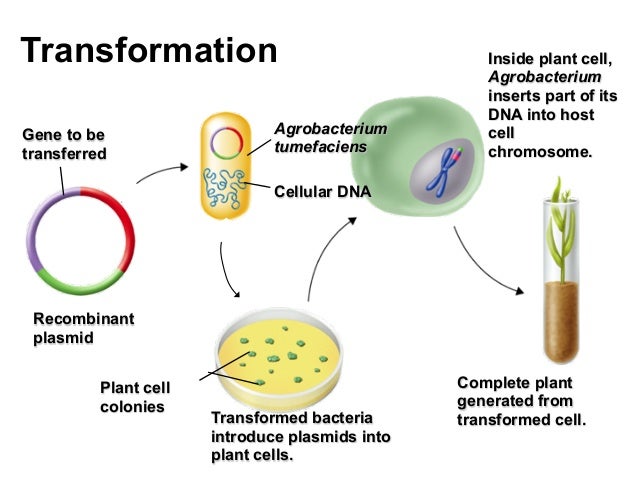 Microbial Transformation Of Natural Products Microbial Transformation Of Natural Products