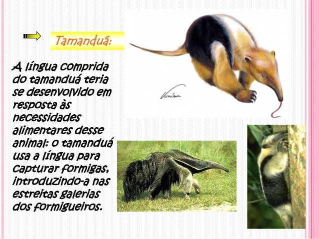 Tamanduá:
A língua comprida
do tamanduá teria
se desenvolvido em
resposta às
necessidades
alimentares desse
animal: o tama...