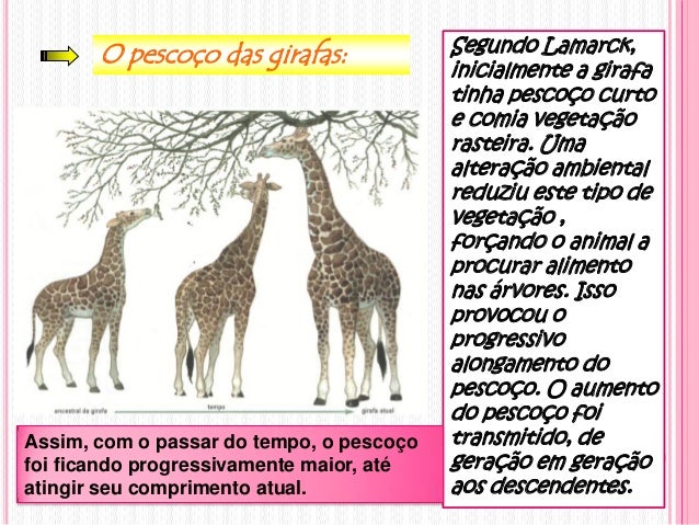 O pescoço das girafas: Segundo Lamarck,
inicialmente a girafa
tinha pescoço curto
e comia vegetação
rasteira. Uma
alteraçã...
