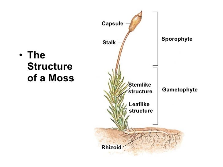 Reproduction of moss at emaze Presentation